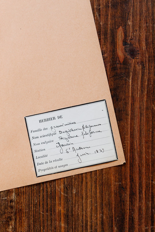 1930s french botanical sample no.14