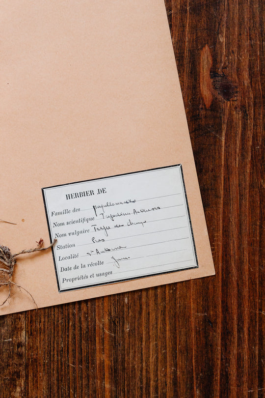 1930s french botanical sample no.16