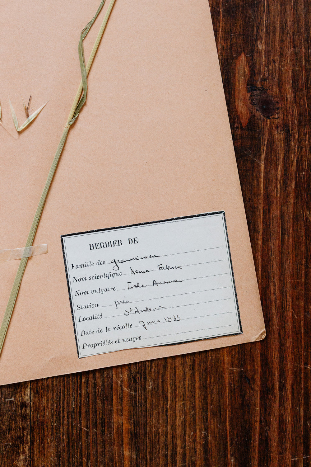 1930s french botanical sample no.18