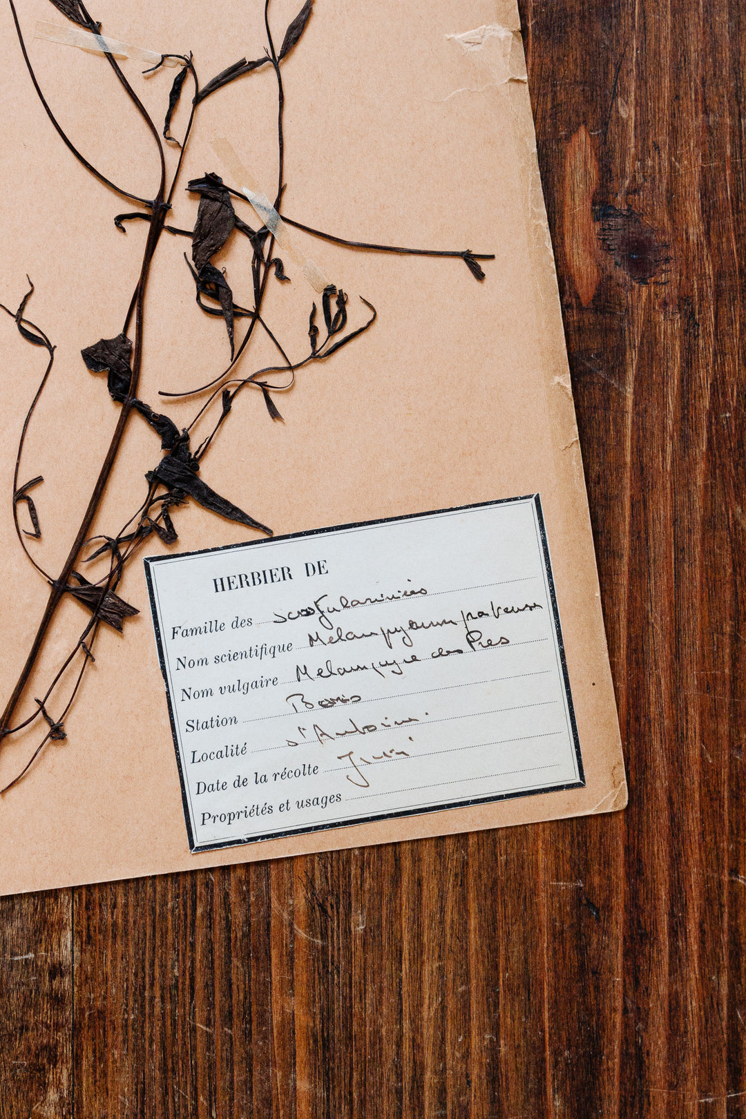 1930s french botanical sample no.19