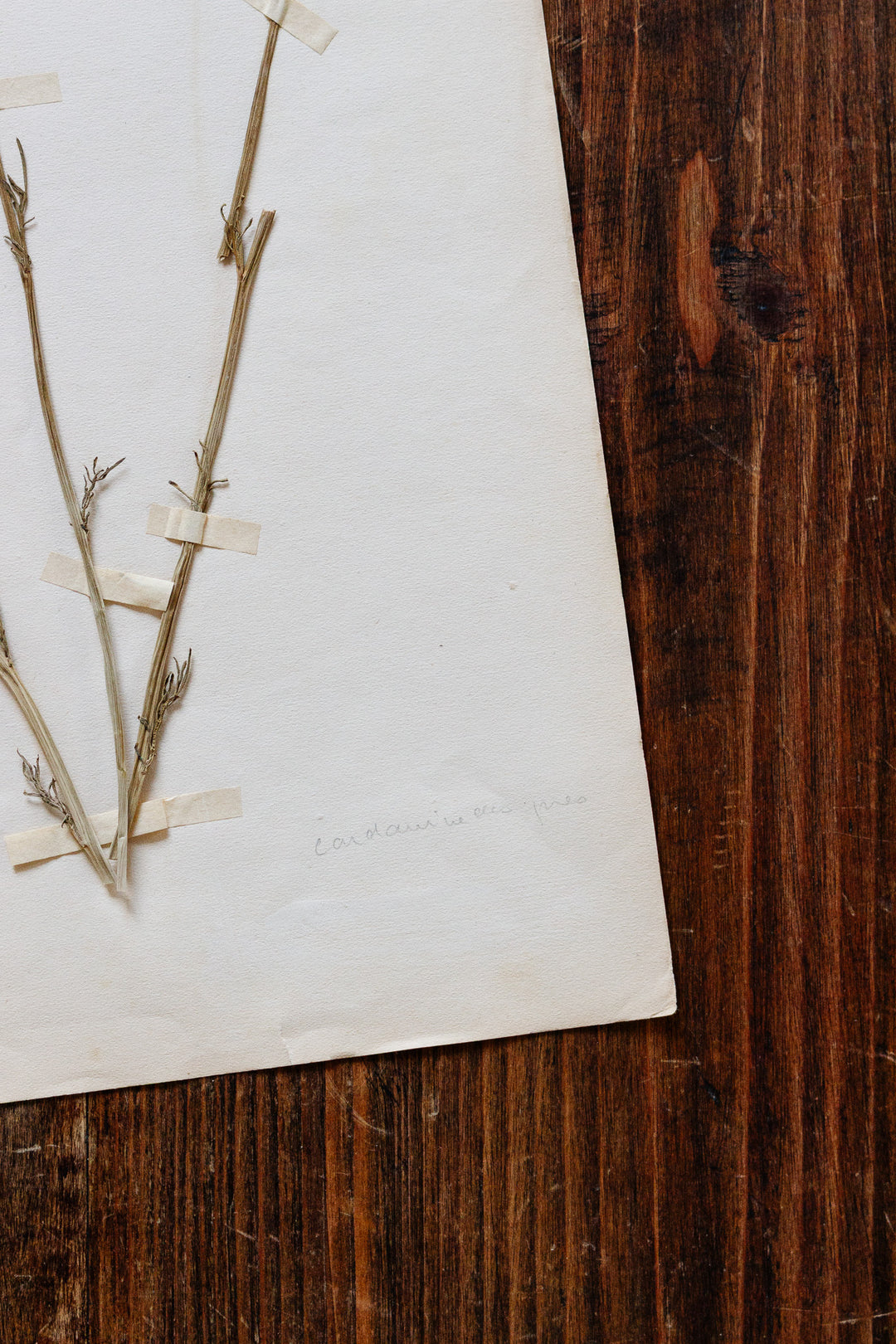 1930s french botanical sample no.23