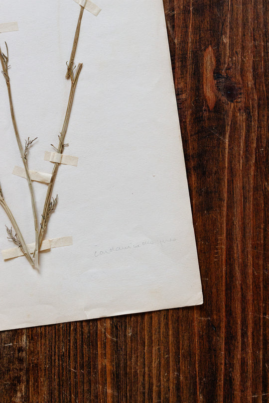 1930s french botanical sample no.23