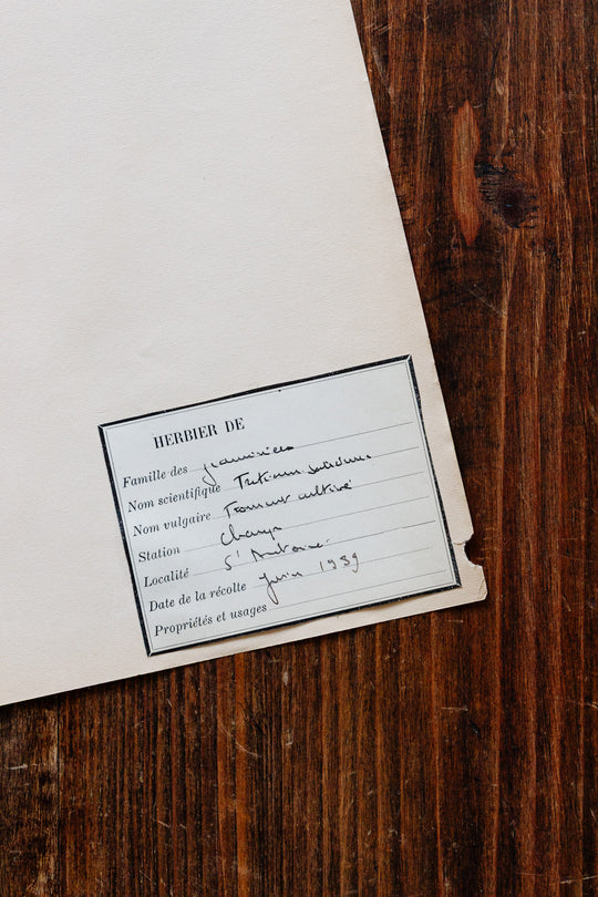 1930s french botanical sample no.30