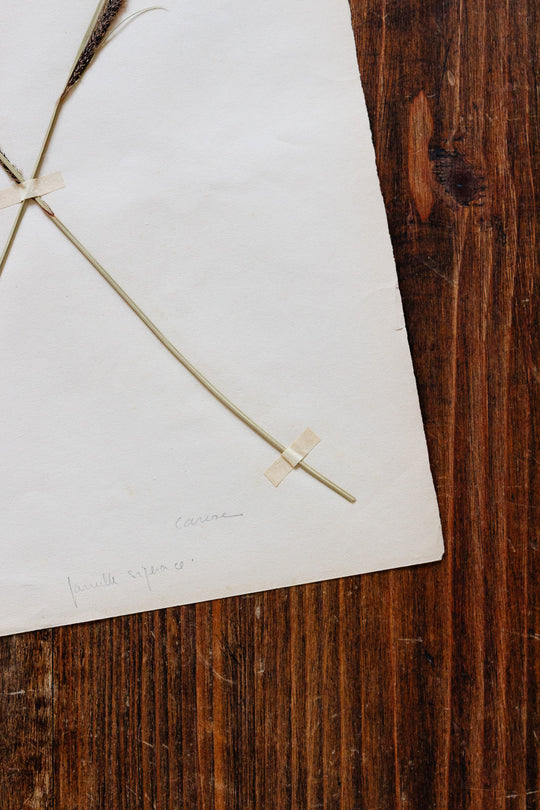 1930s french botanical sample no.29