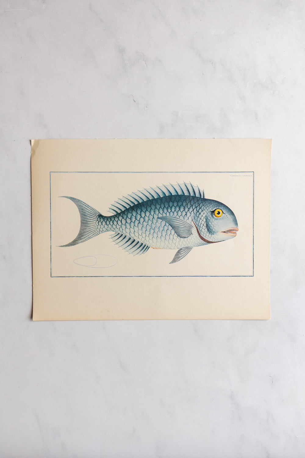 rare midcentury “des poissons” lithographs