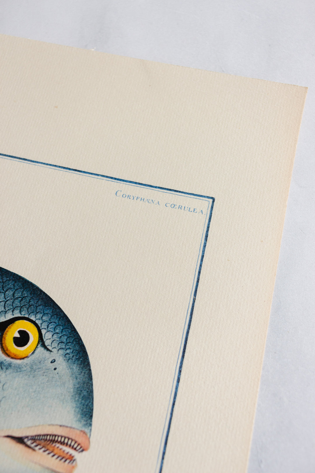 rare midcentury “des poissons” lithographs