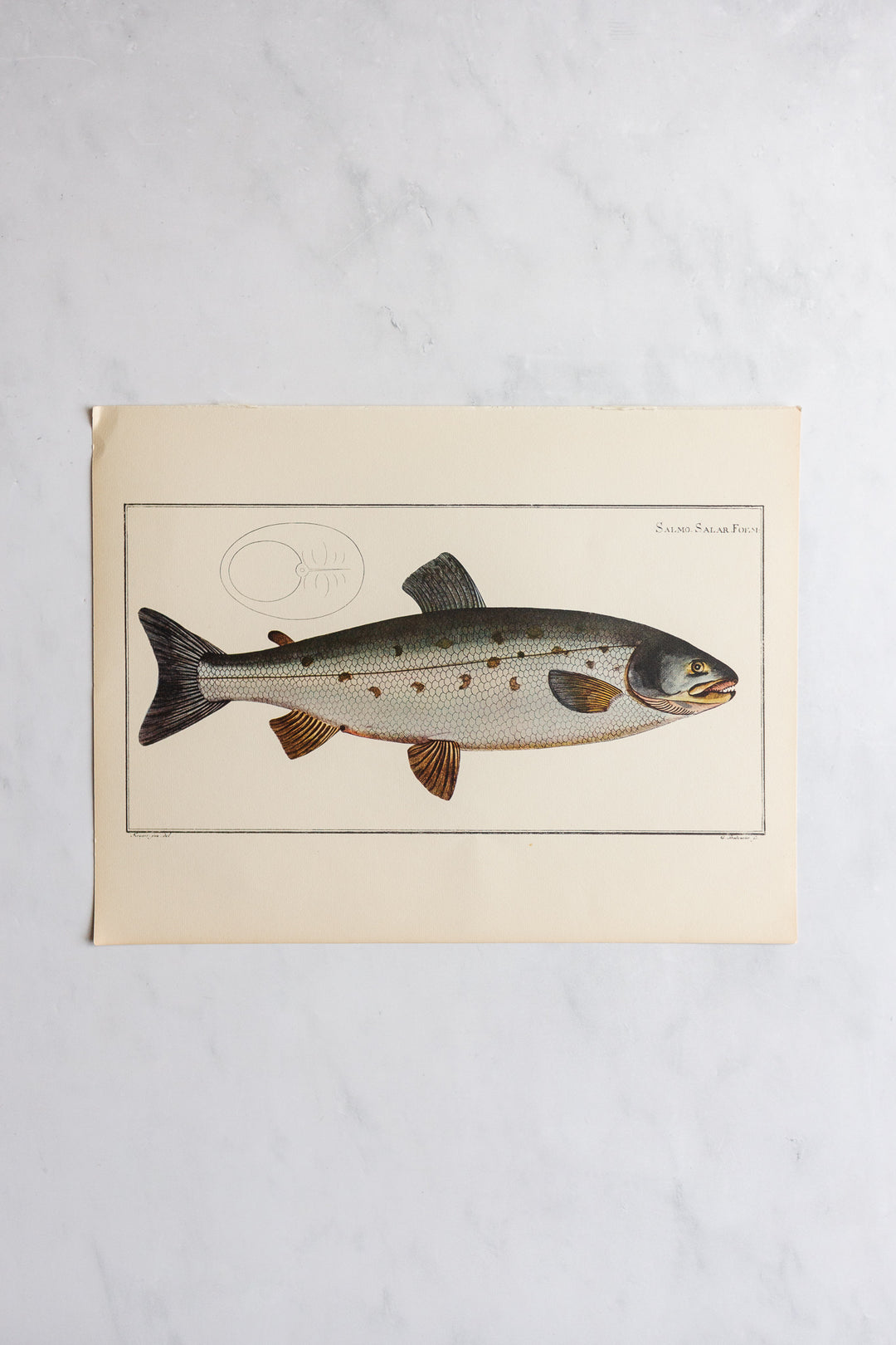 rare midcentury “des poissons” lithographs