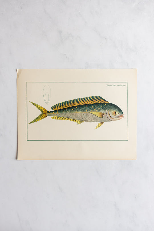 rare midcentury “des poissons” lithographs