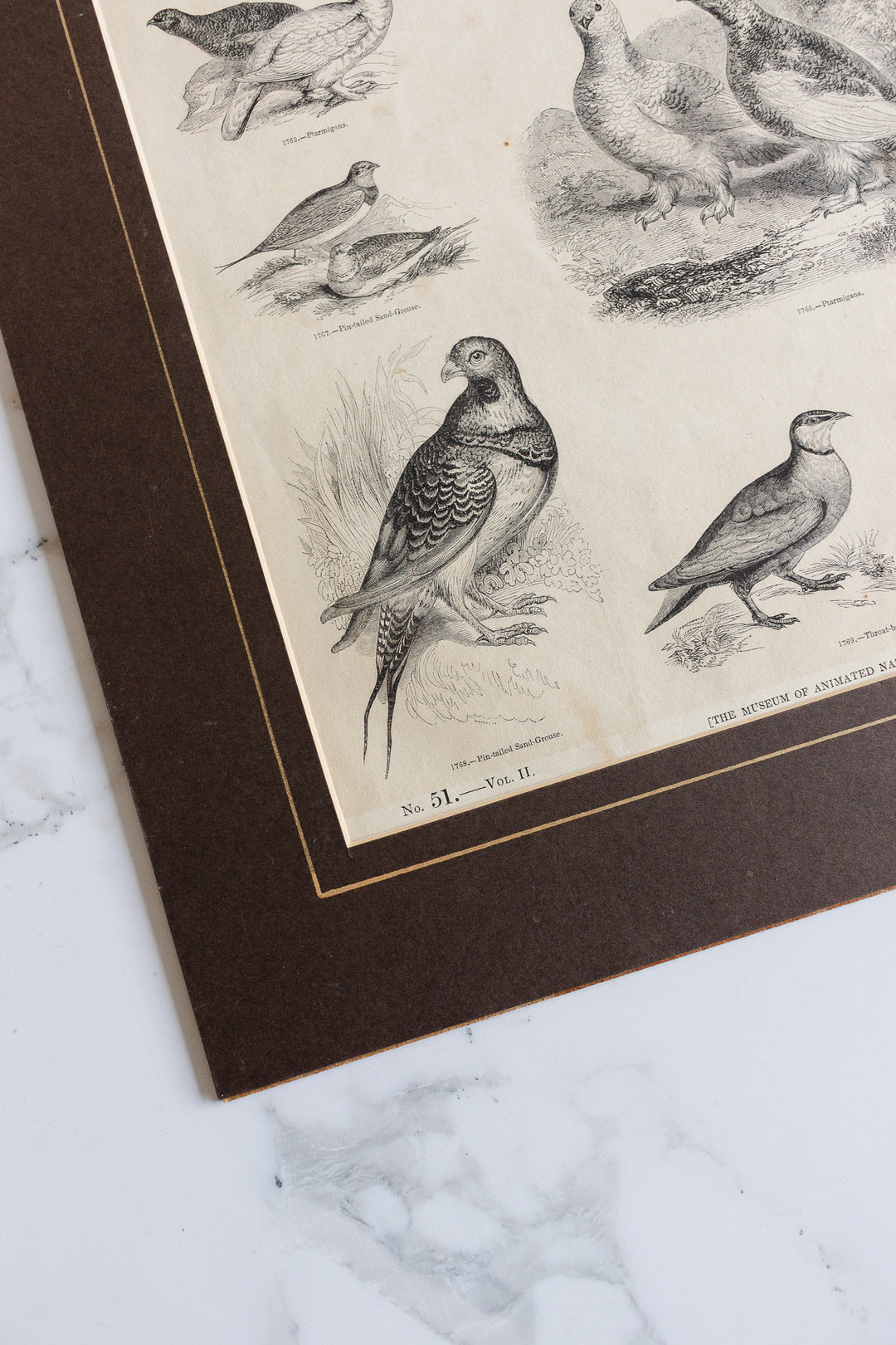 antique book plate "the museum of animated nature"