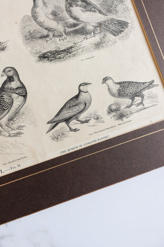 antique book plate "the museum of animated nature"