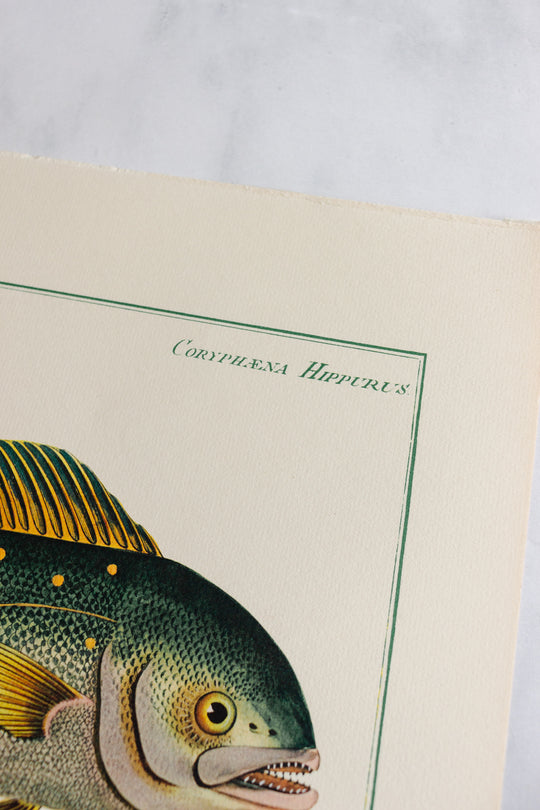 rare midcentury “des poissons” lithographs