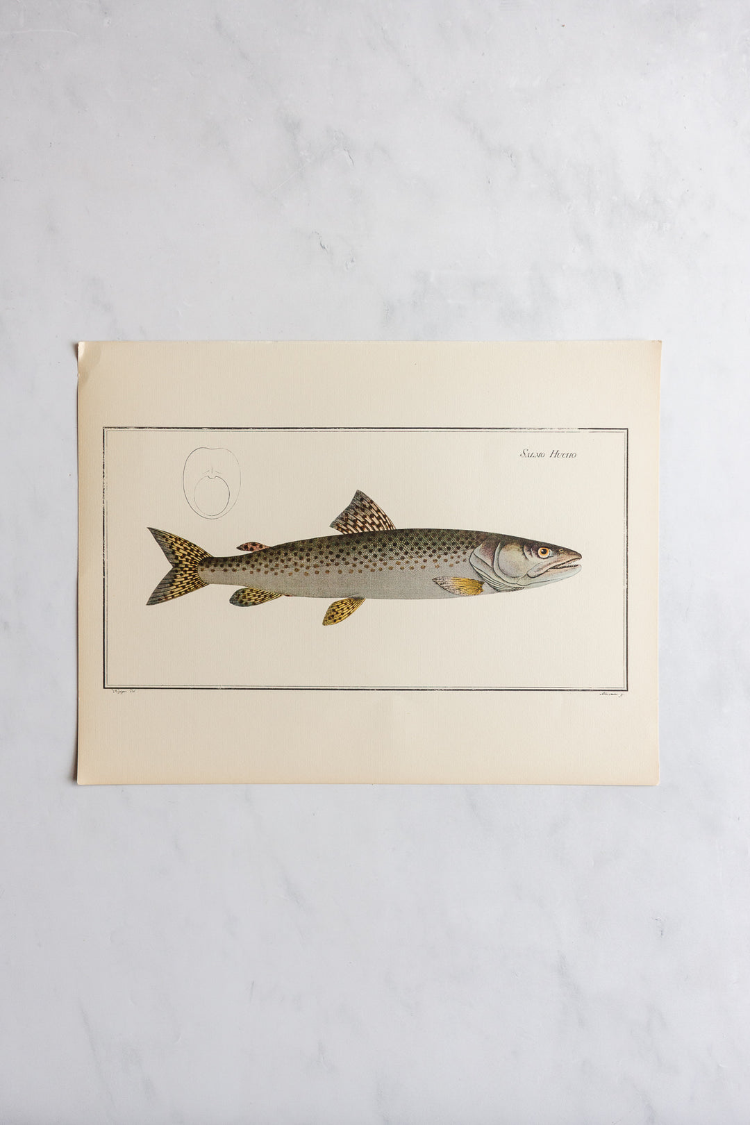 rare midcentury “des poissons” lithographs