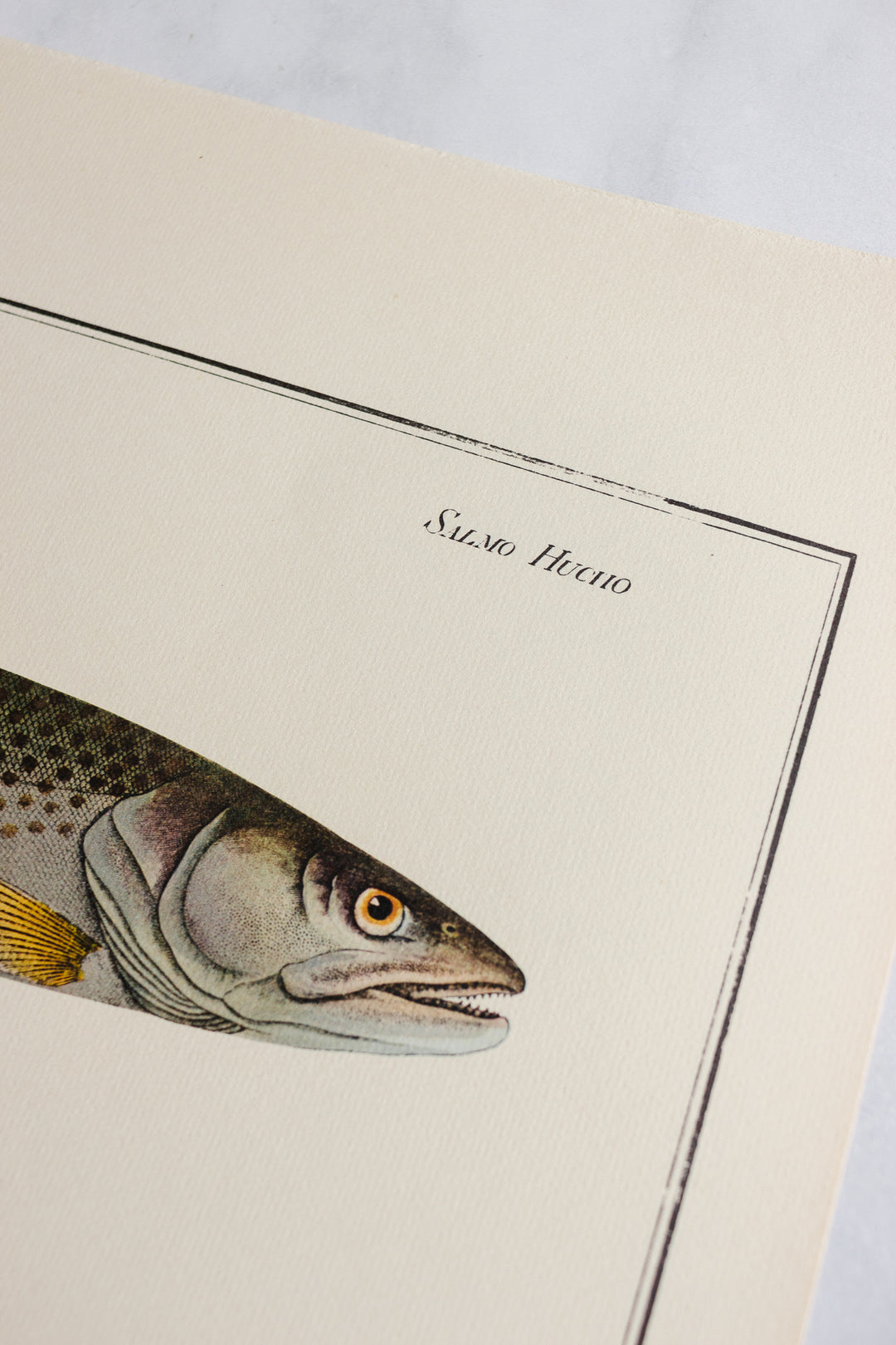 rare midcentury “des poissons” lithographs