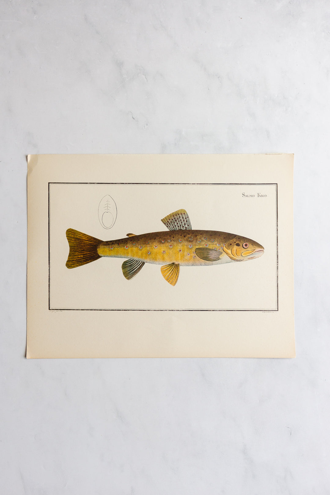 rare midcentury “des poissons” lithographs