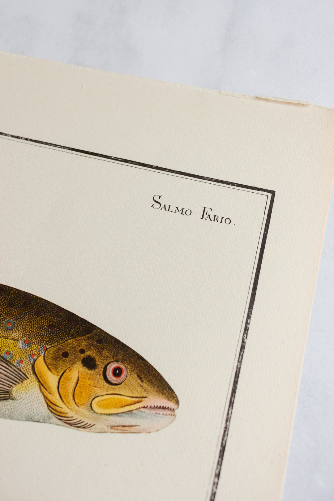 rare midcentury “des poissons” lithographs