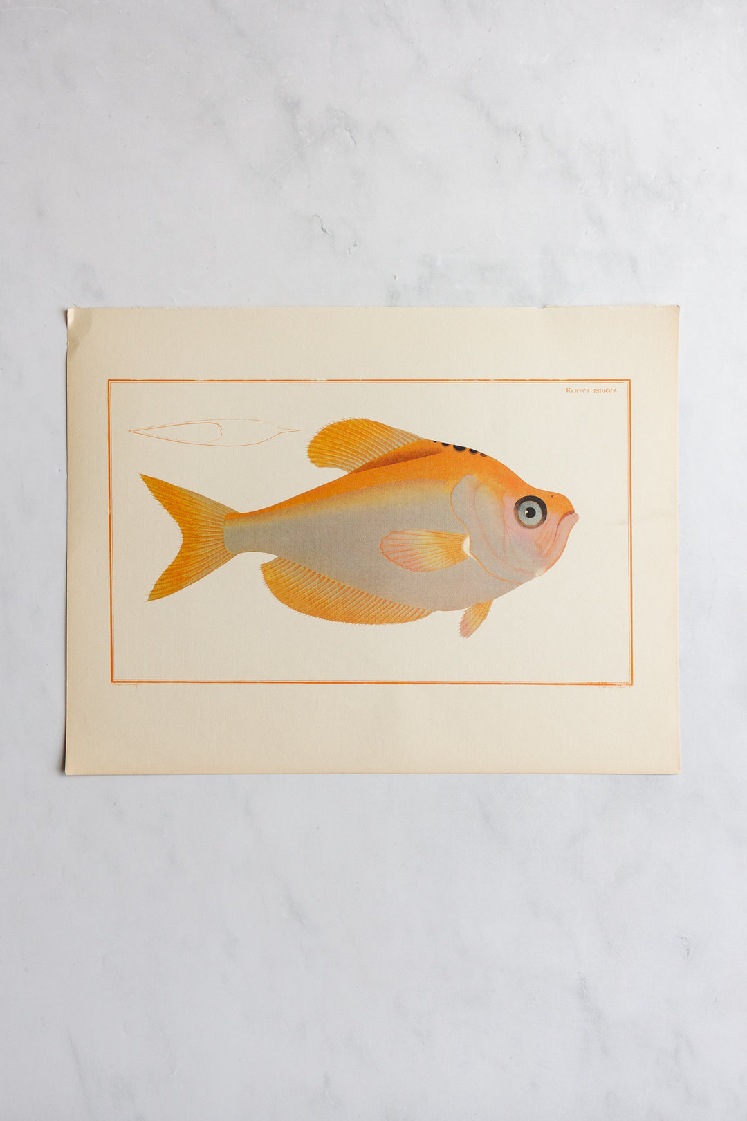 rare midcentury “des poissons” lithographs