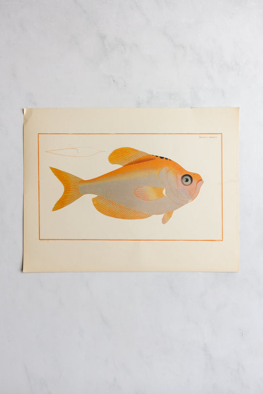 rare midcentury “des poissons” lithographs