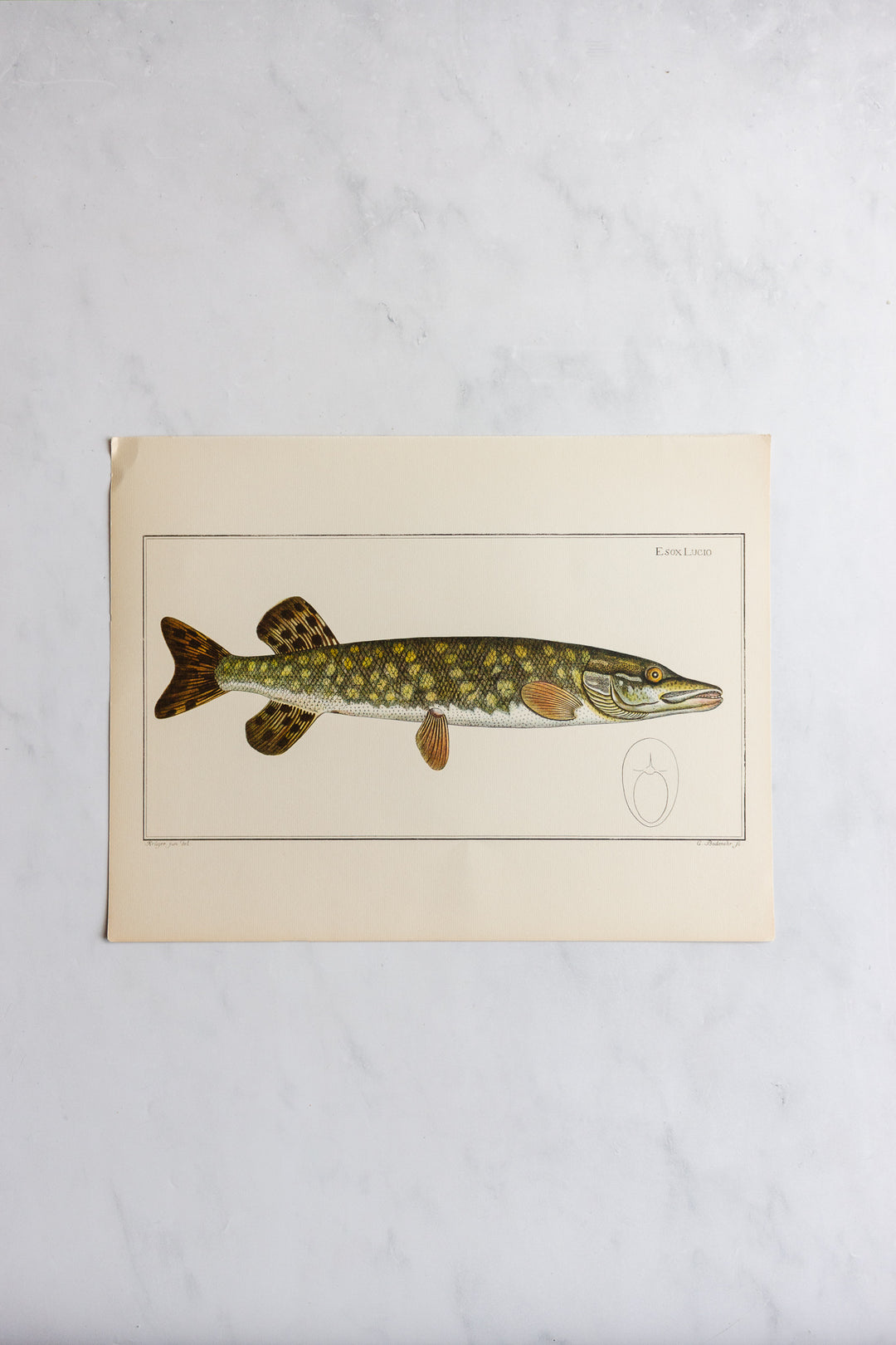 rare midcentury “des poissons” lithographs