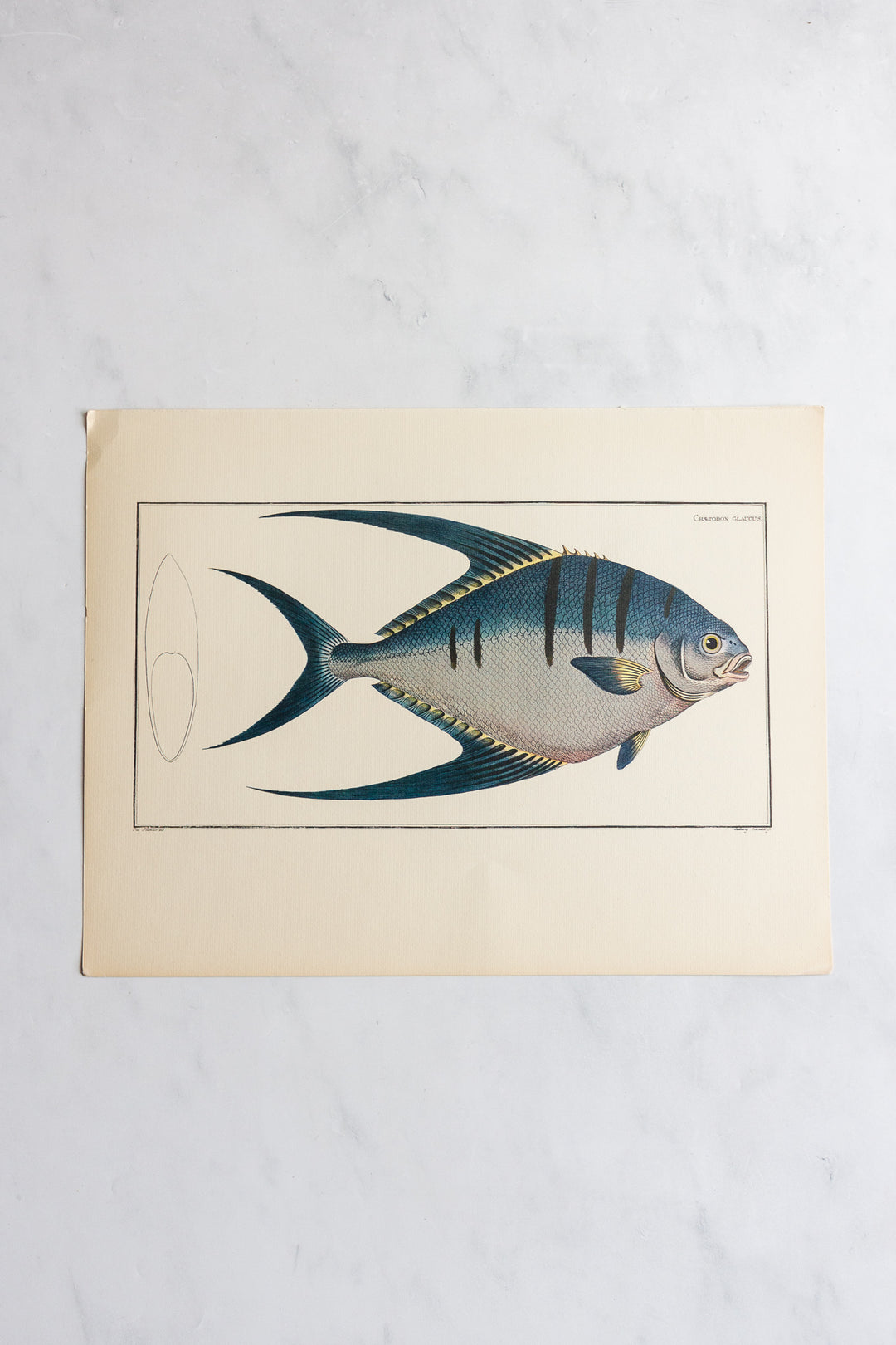 rare midcentury “des poissons” lithographs