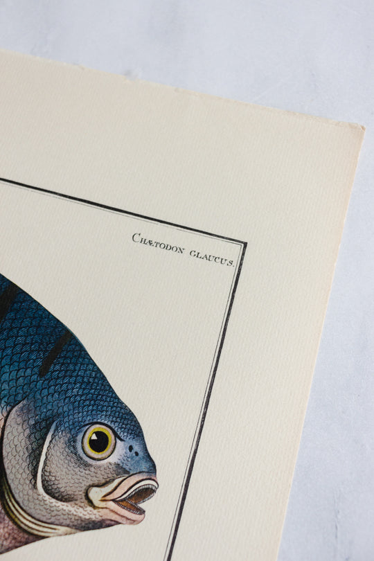 rare midcentury “des poissons” lithographs