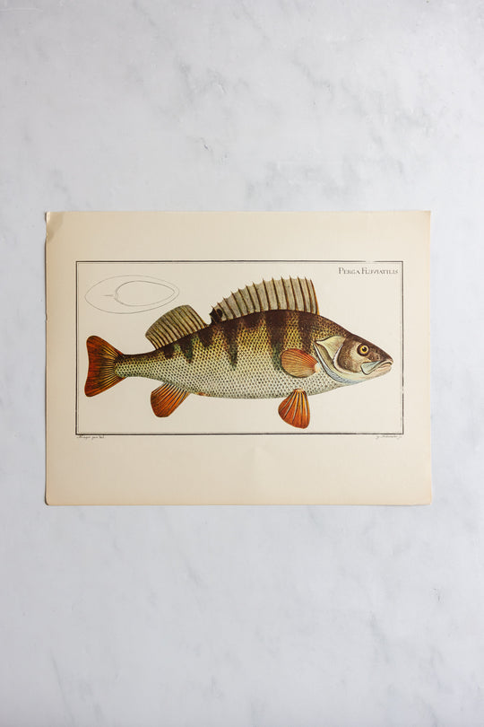 rare midcentury “des poissons” lithographs