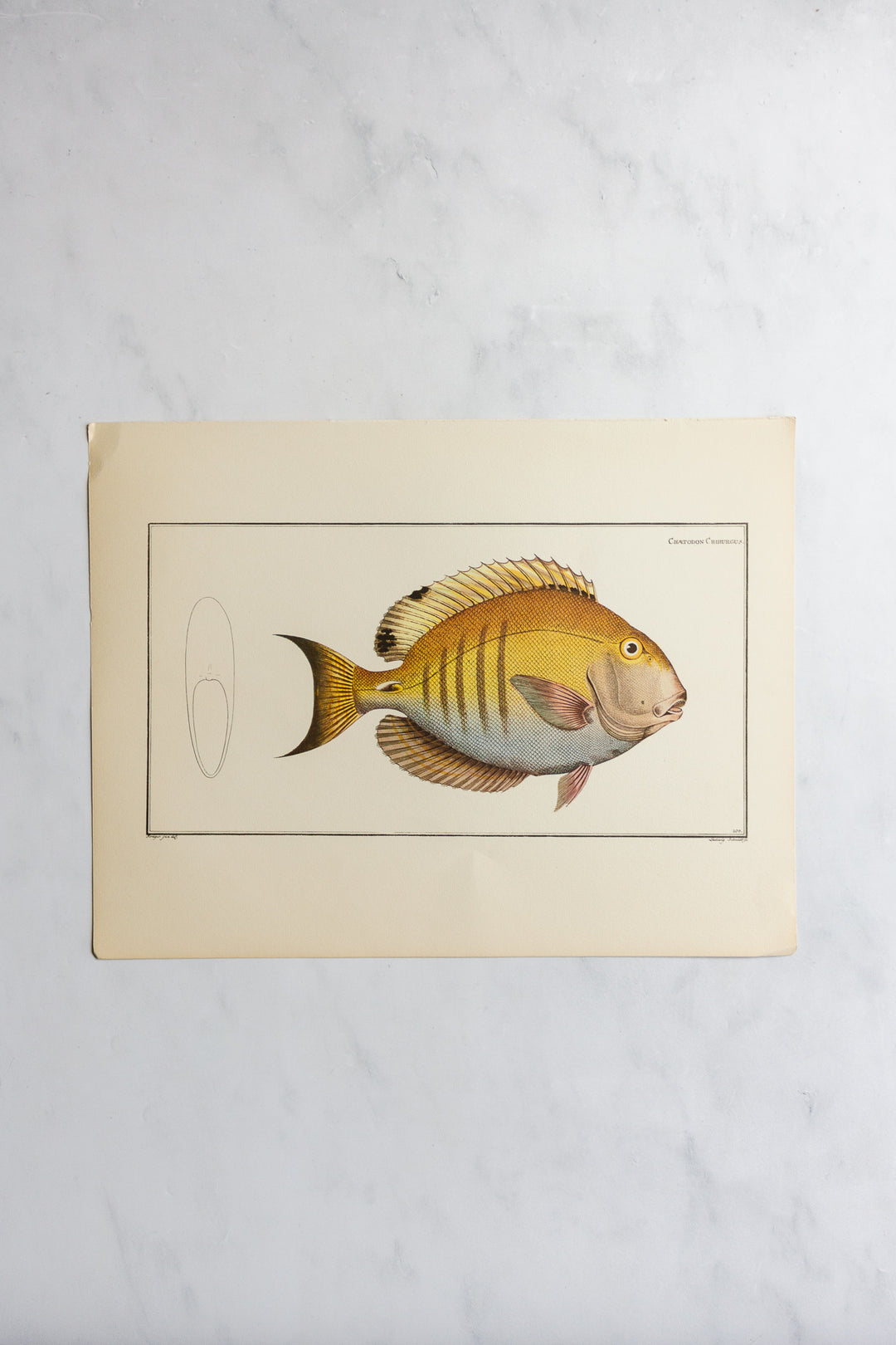 rare midcentury “des poissons” lithographs