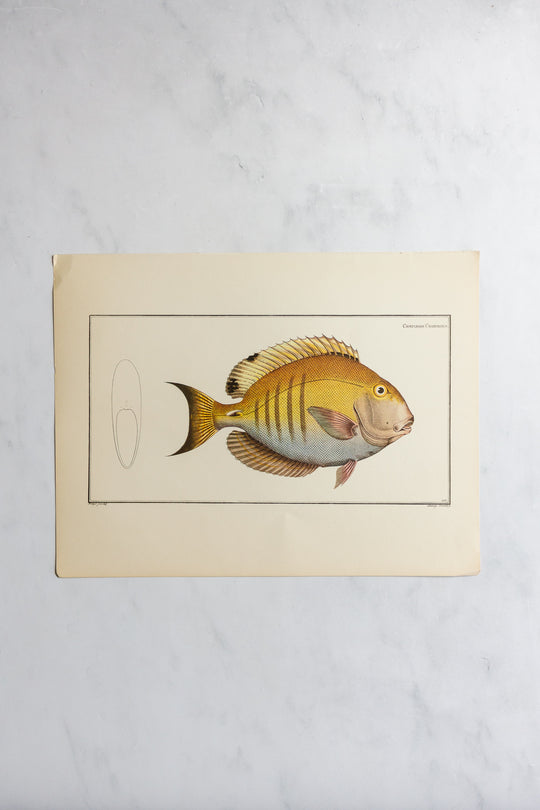 rare midcentury “des poissons” lithographs