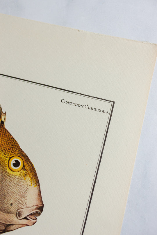 rare midcentury “des poissons” lithographs