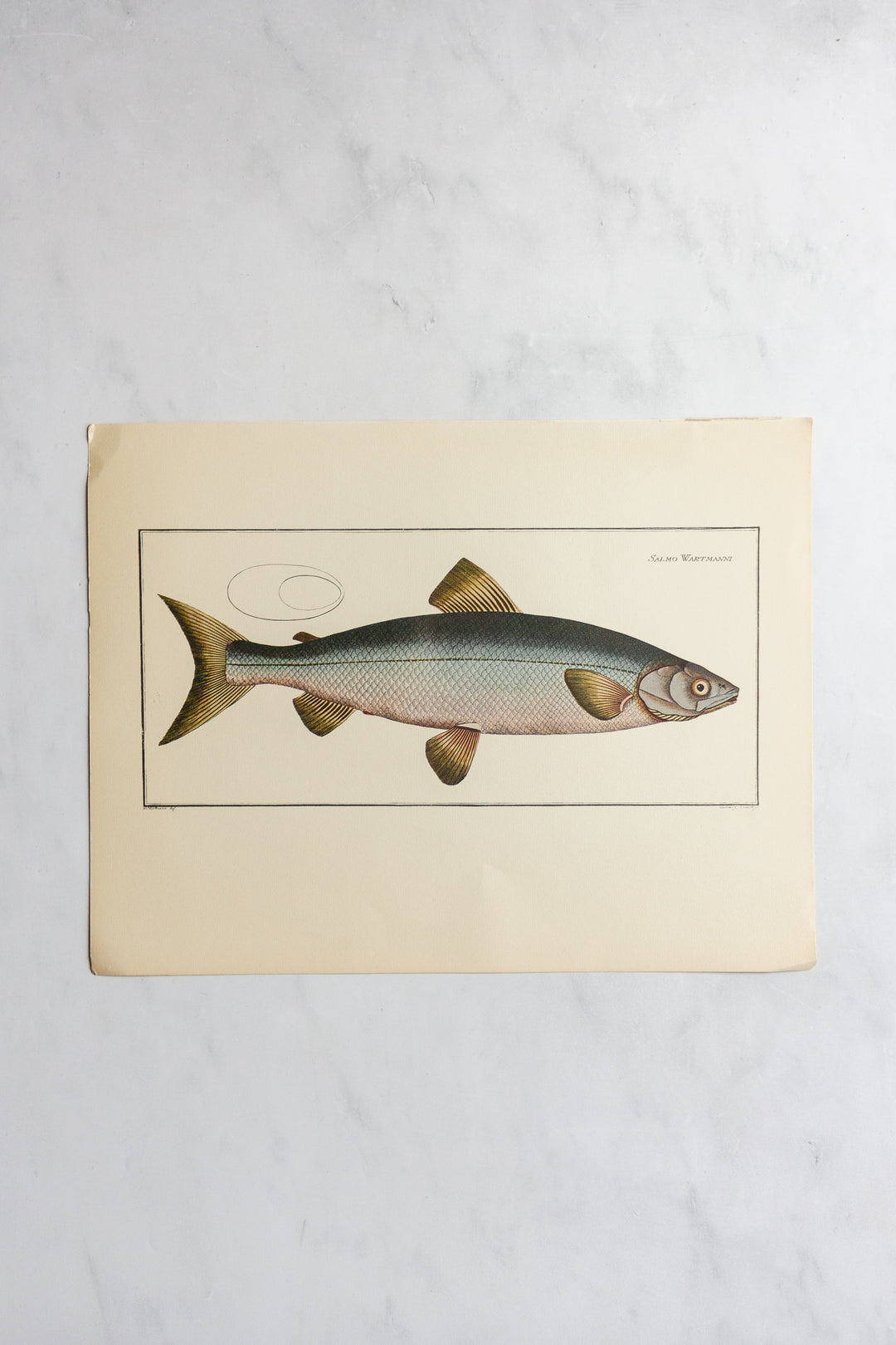 rare midcentury “des poissons” lithographs