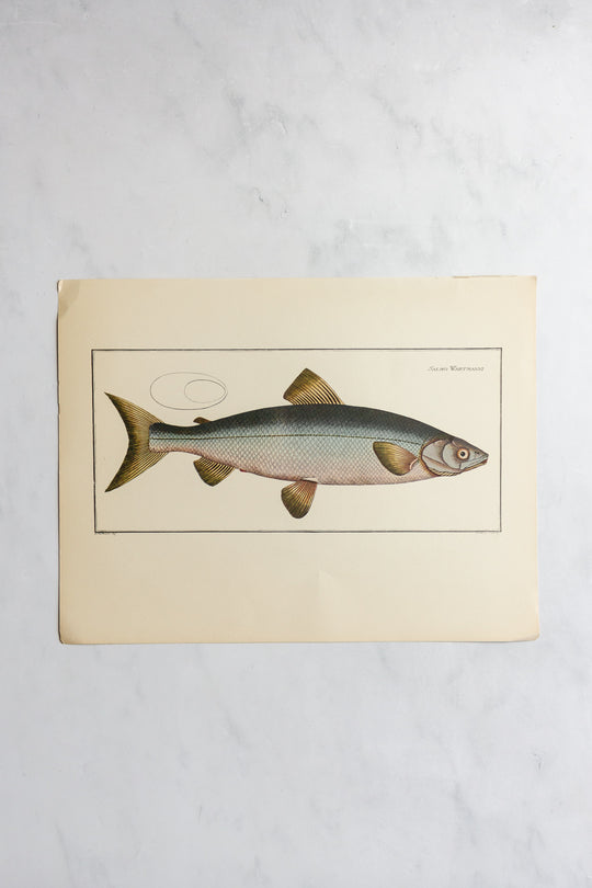 rare midcentury “des poissons” lithographs