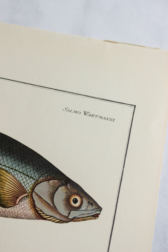 rare midcentury “des poissons” lithographs