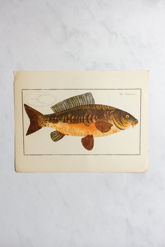 rare midcentury “des poissons” lithographs