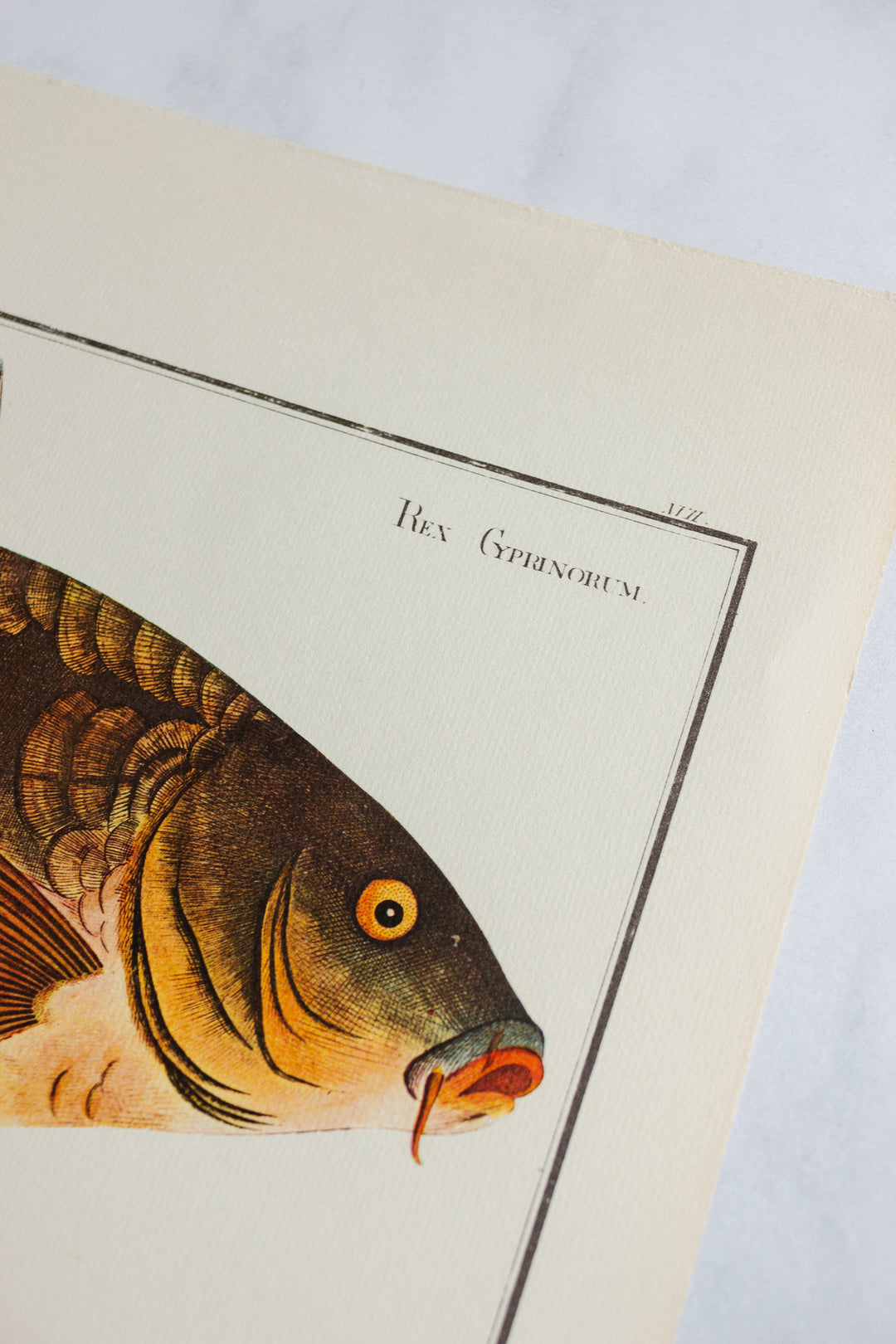 rare midcentury “des poissons” lithographs