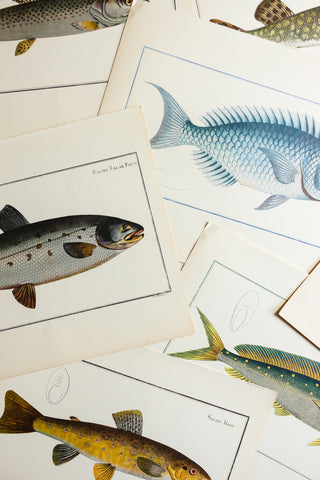 midcentury “des poissons” lithographs