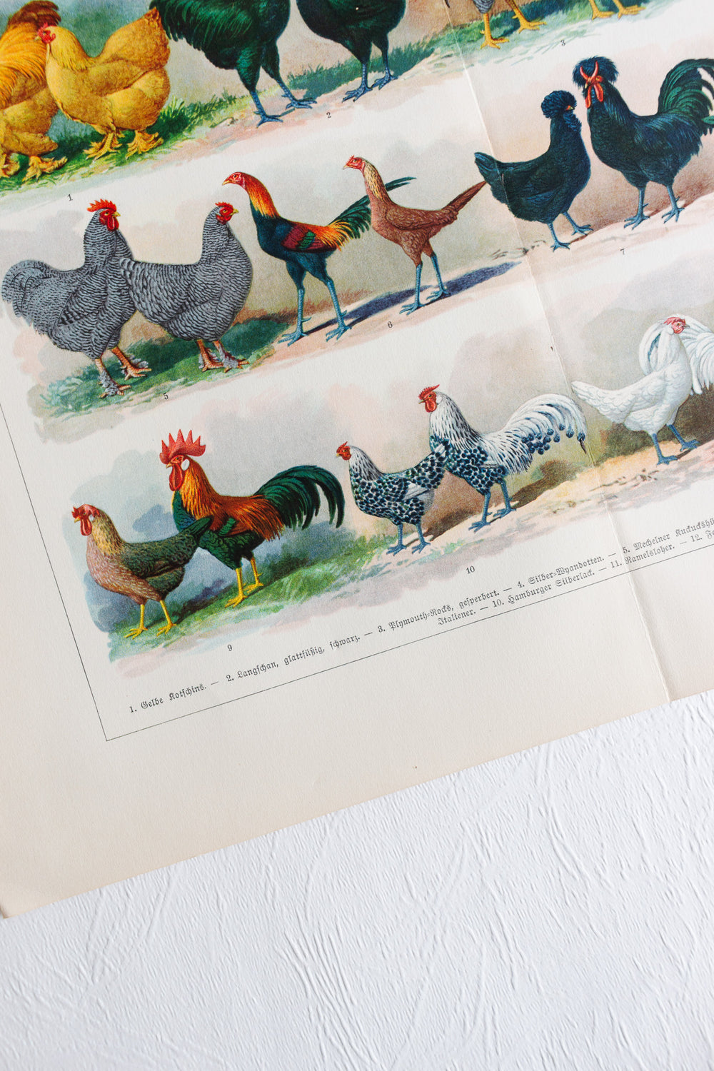 antique german "Hühnerrassen" (chicken  breeds) book plate