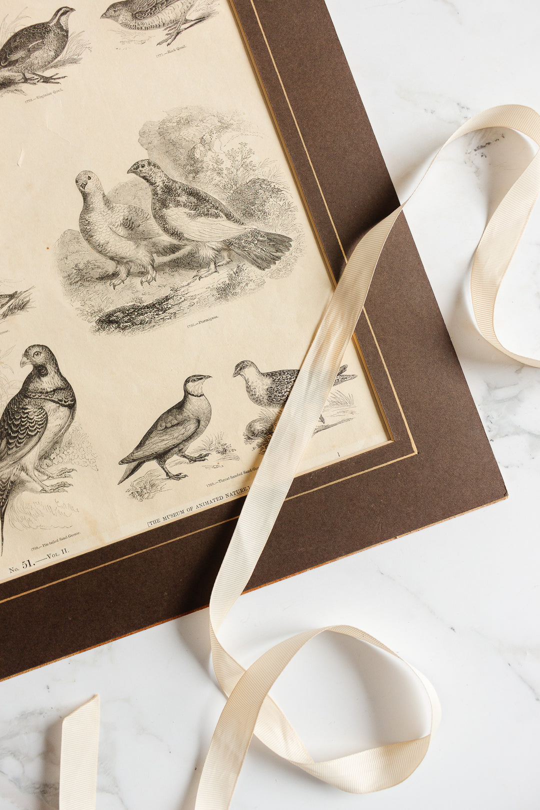 antique book plate "the museum of animated nature"