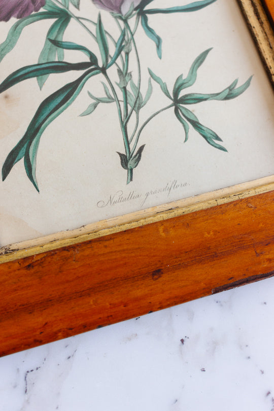 vintage botanical "nuttallia grandiflora"