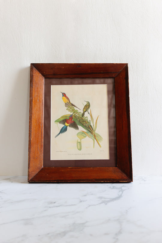 nectarinia gouldle after j. gould