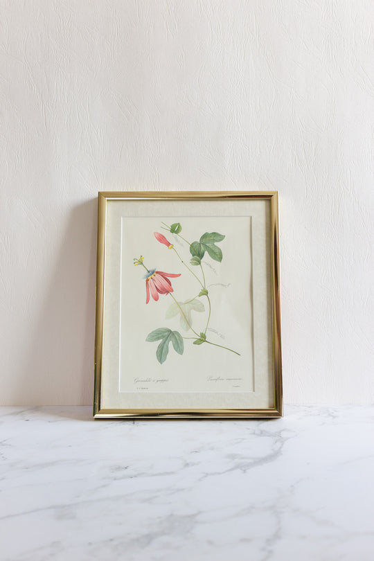 vintage framed floral lithograph by pj redouté