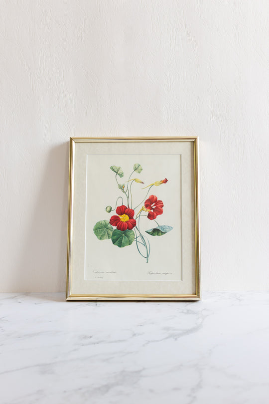 vintage framed floral lithograph by pj redouté