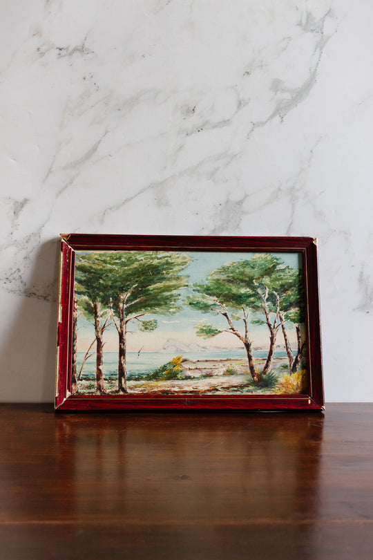 les arbres en provence