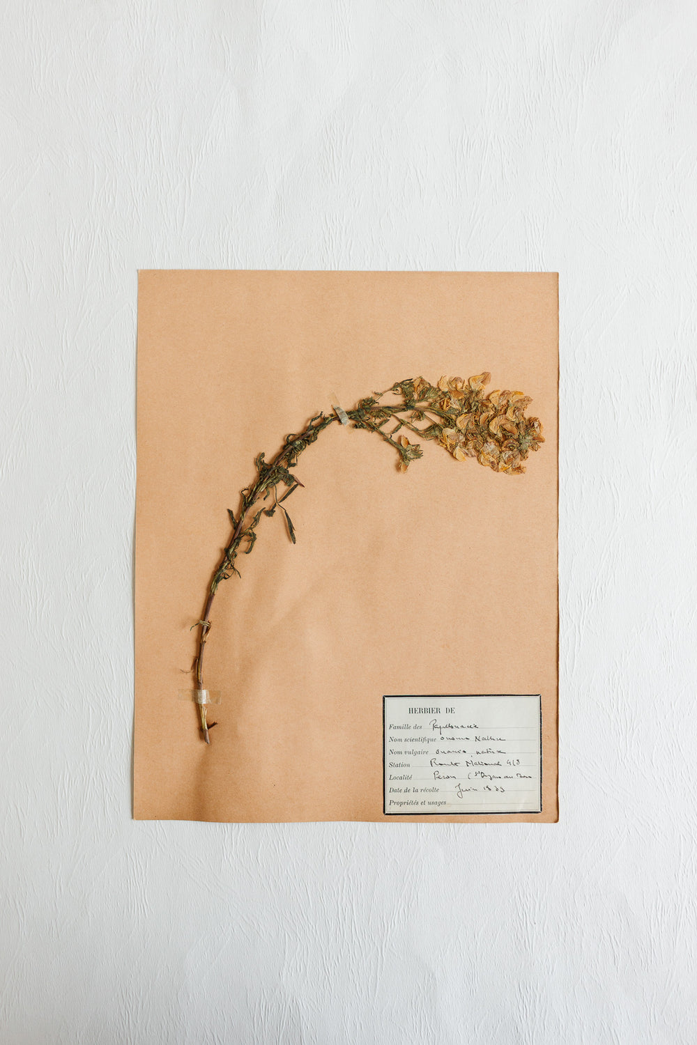 vintage french 1930s botanical  sample