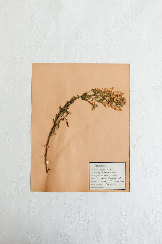 vintage french 1930s botanical  sample