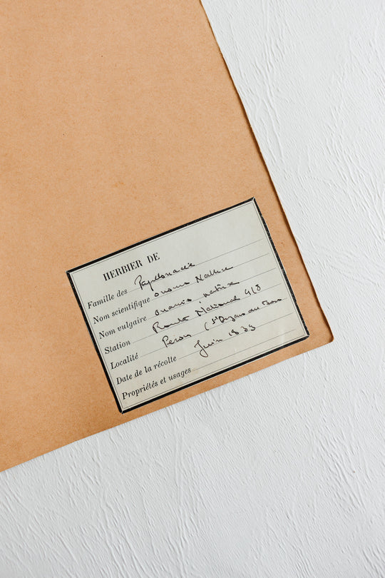 vintage french 1930s botanical  sample