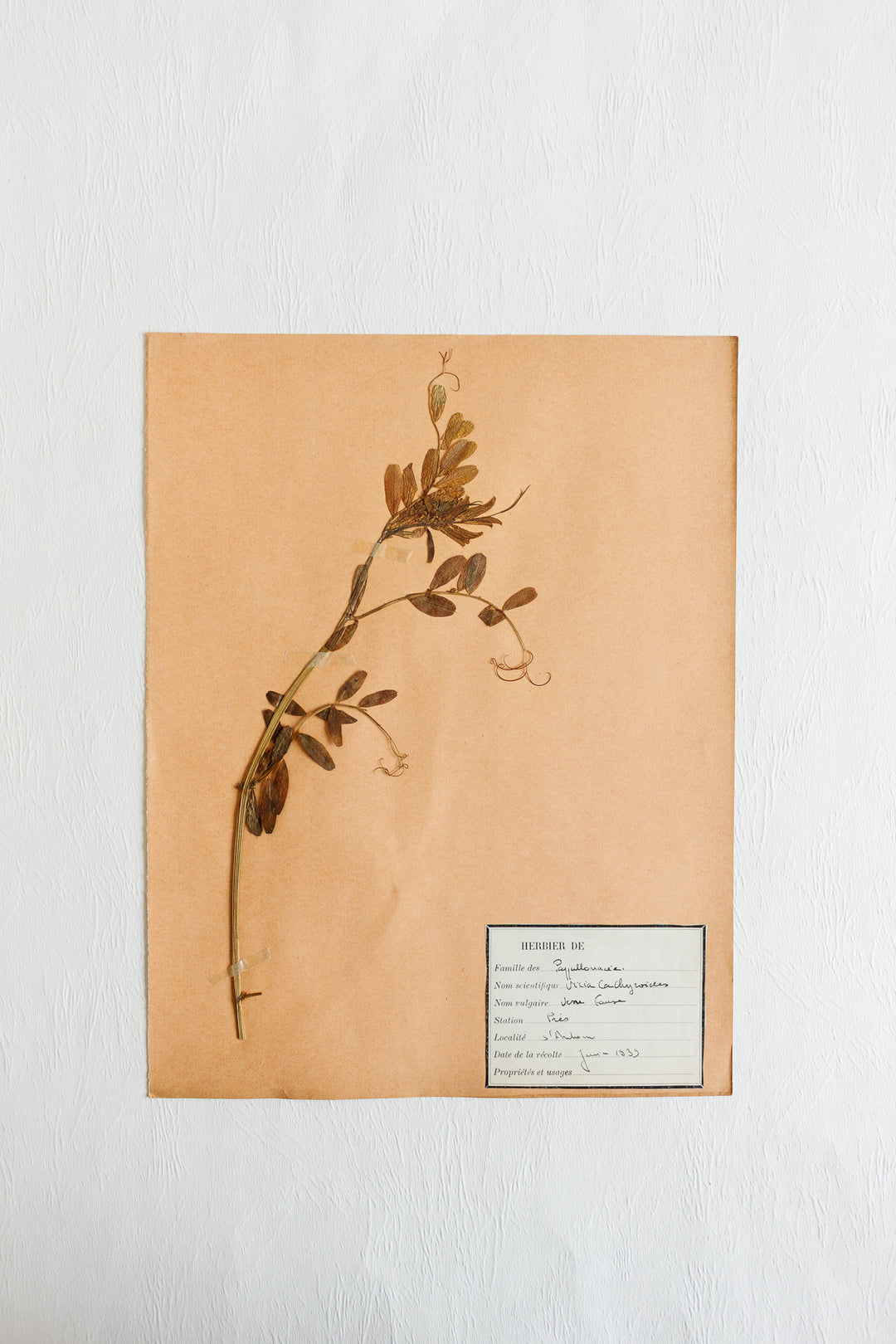 vintage french 1930s botanical  sample
