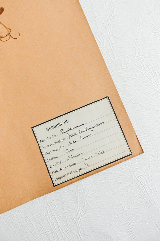 vintage french 1930s botanical  sample