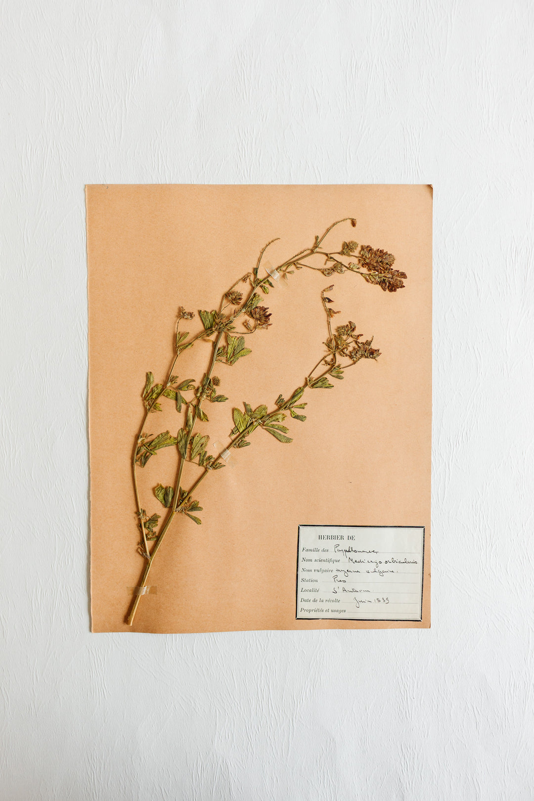 vintage french 1930s botanical  sample