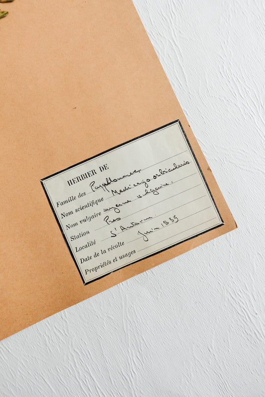 vintage french 1930s botanical  sample