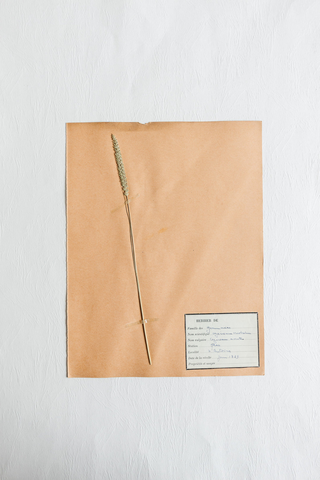 vintage french 1930s botanical  sample
