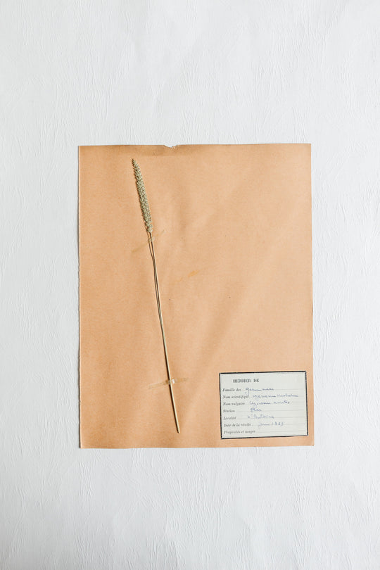 vintage french 1930s botanical  sample